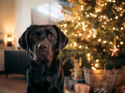 Navigating the Property Market Over Christmas: Tips for Buyers and Sellers