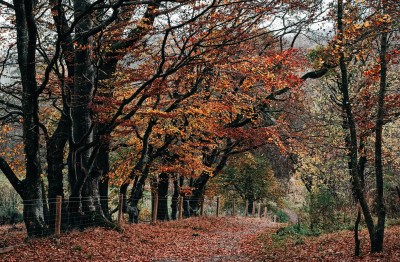 Embrace Autumn in the Surrey & West Sussex Countryside